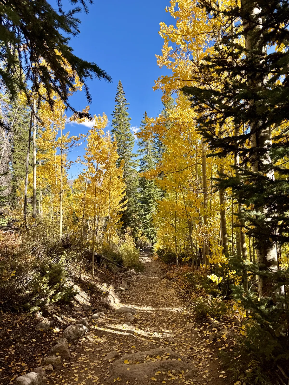 A hiking trail through a golden aspen grove in autumn